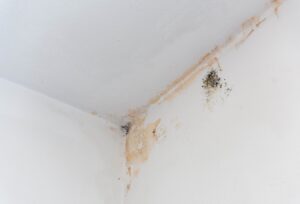 When (And Why) to Test for Mold in Indoor Air