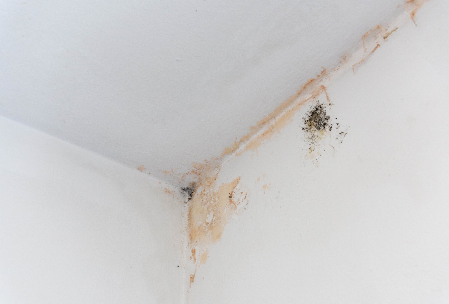 When (And Why) to Test for Mold in Indoor Air