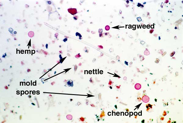 air sample mold test under microscope